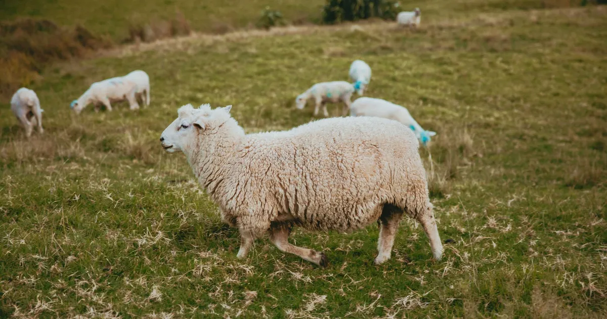 A picturesque scene of sheep grazing in a lush meadow in Coromandel, New Zealand.