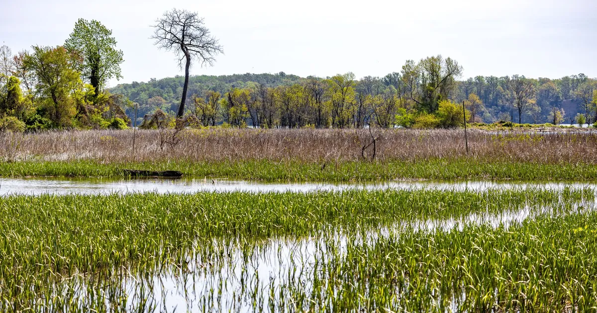 Lush wetlands with vibrant vegetation and a solitary tree under a clear sky in spring.