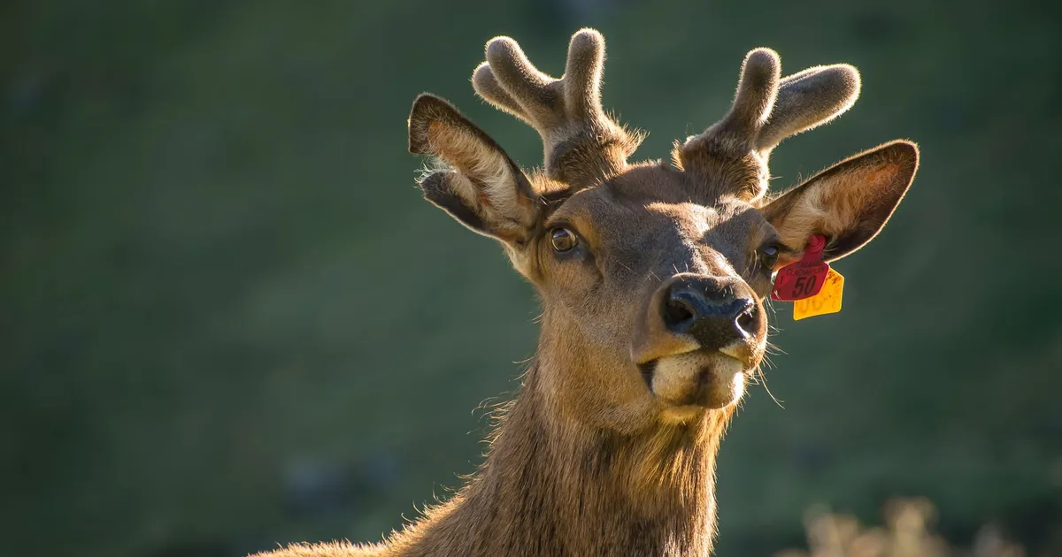 A captivating close-up of a tagged deer in natural lighting in New Zealand.