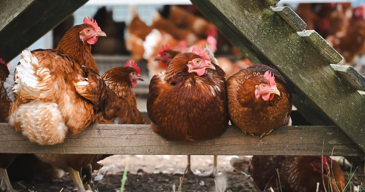 Group of free-range chickens comfortably resting under a wooden structure on a sunny farm day.