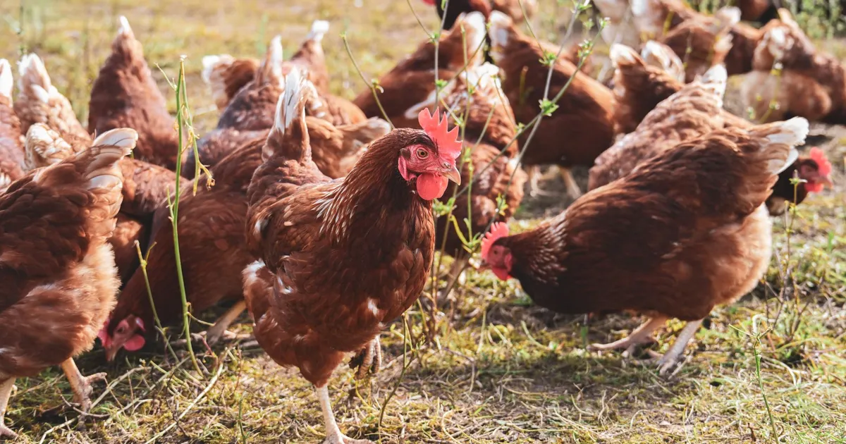 A group of brown free range chickens foraging on a sunny farm field, showcasing natural poultry behavior.
