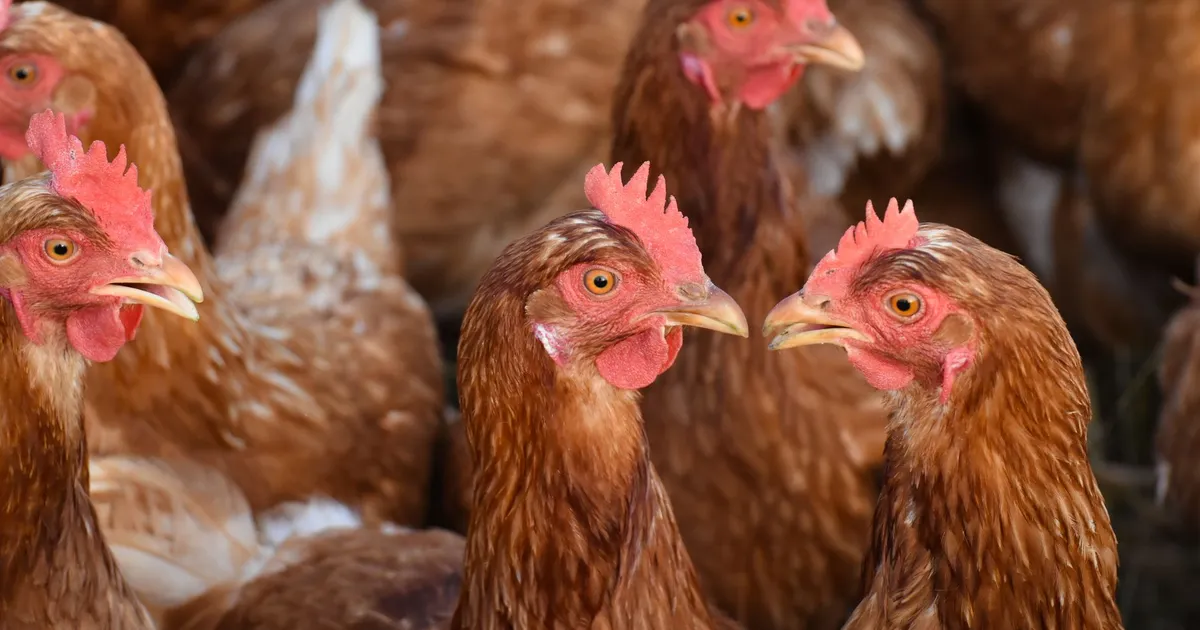 A group of free-range chickens in a coop, showcasing their feathers and natural habitat.