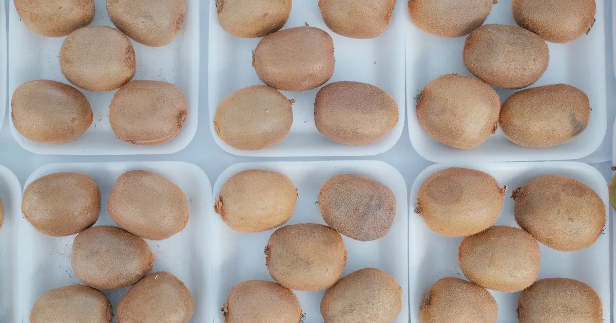 Overhead shot of multiple trays filled with fresh kiwi fruits, showcasing their natural texture.