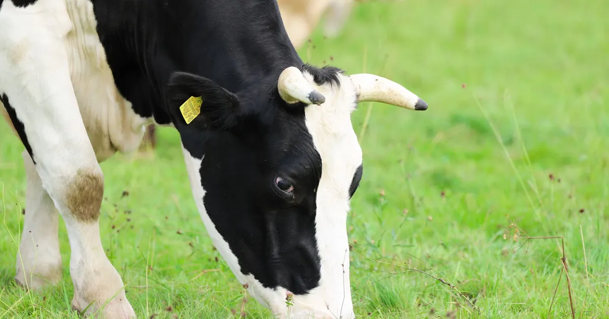 Black and white cow grazing in a lush green pasture, showcasing the peaceful rural landscape.