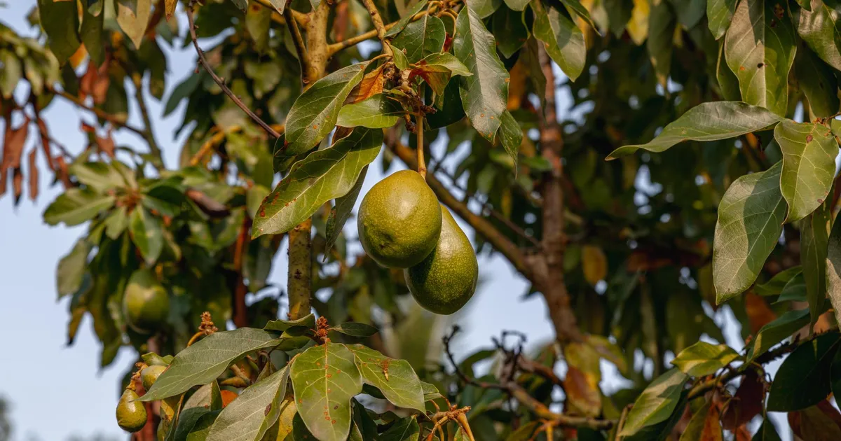 Lush avocado tree with ripe fruits hanging, captured outdoors in Bylakuppe, Karnataka, India.