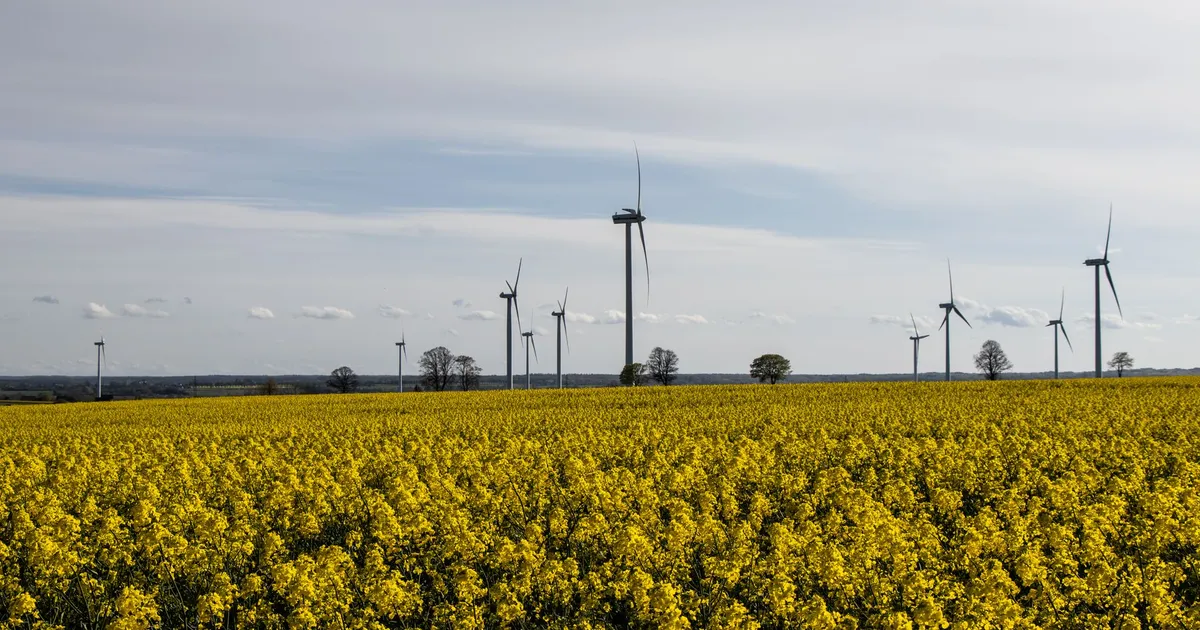 A scenic view of wind turbines in a yellow rapeseed field under a bright sky, symbolizing clean energy.