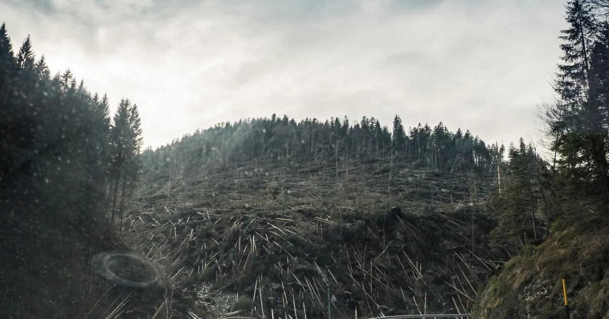 A scenic mountain road amidst deforestation and coniferous trees under a cloudy sky.