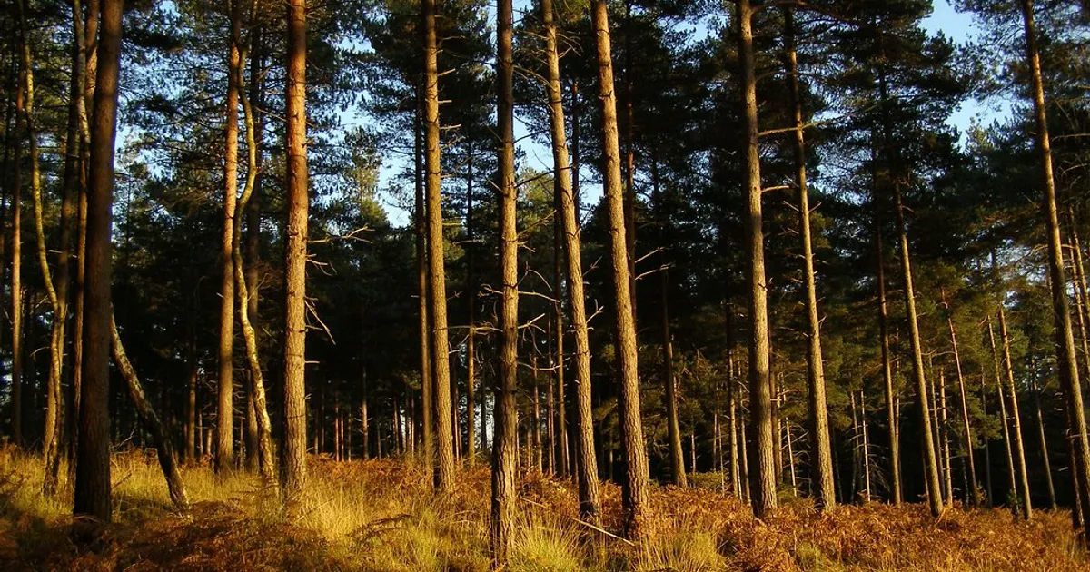 Highland Water pines 1