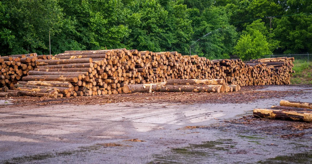 A lumber yard with neatly stacked tree logs set against a backdrop of lush green trees.