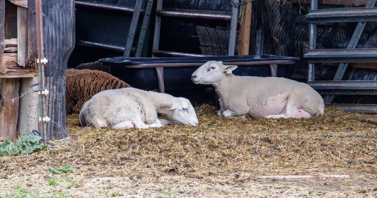 Three sheep laying peacefully in a rural barn setting, surrounded by hay and rustic fencing.