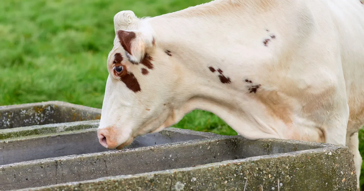 A dairy cow drinks water from a trough in a lush green pasture.
