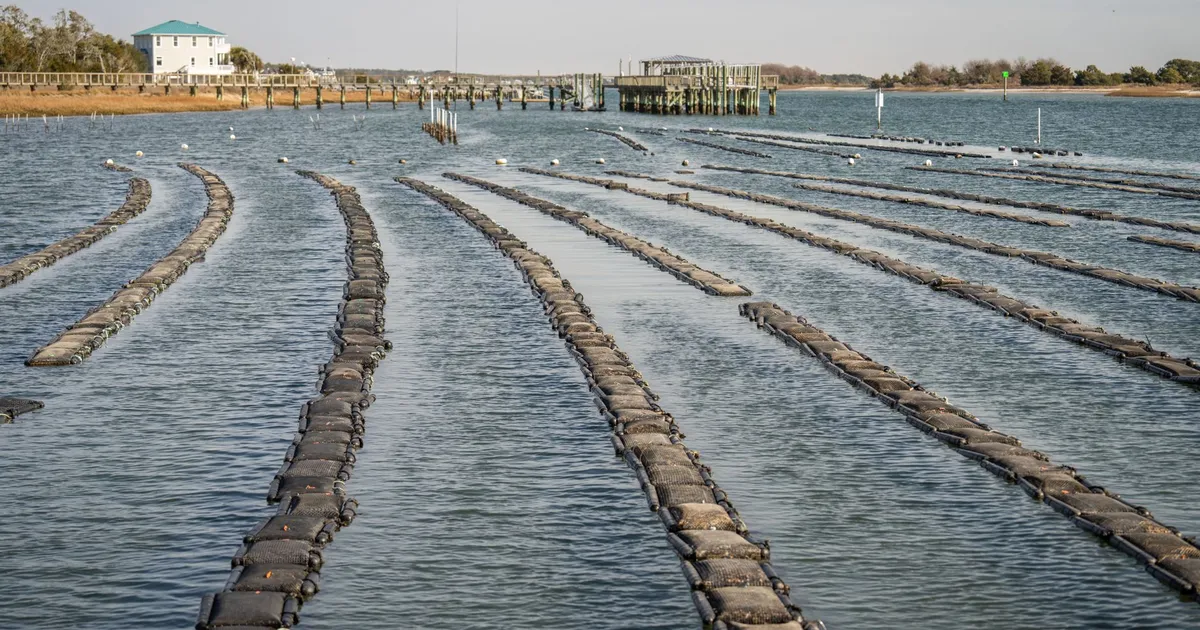 Oyster farm lines in calm water near a coastal pier and buildings, clear day.