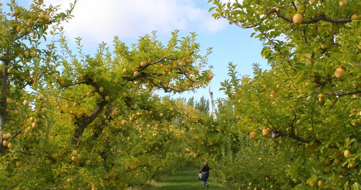 Harmony Orchards