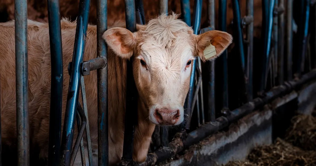 Close-up portrait of a cow standing in a barn stall, showcasing farm life.