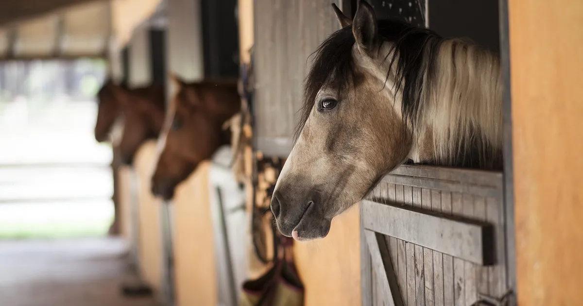 horse, stallion, barn