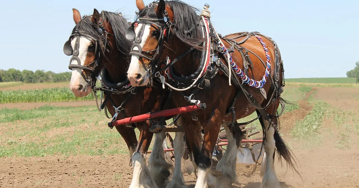 clydesdale, plowing, horse