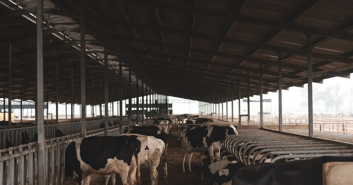 Holstein cows inside a large barn, showcasing a modern dairy farming environment.