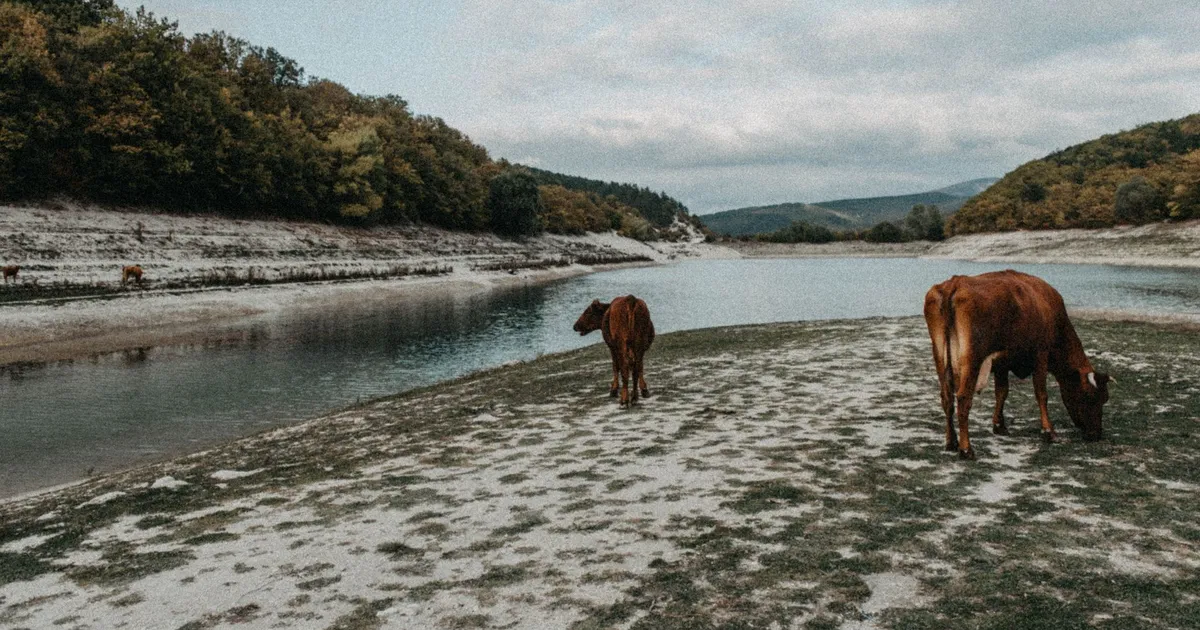 Cows graze peacefully by a riverbank surrounded by lush greenery and serene nature.