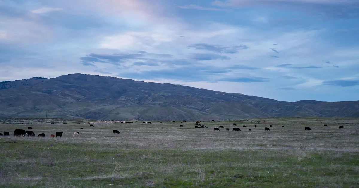 Scenic view of cattle grazing in lush green pastures against a mountainous backdrop under a blue sky.