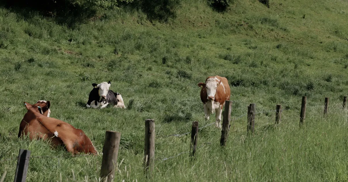 Cows relaxing and grazing in a scenic paddock surrounded by rural landscape.
