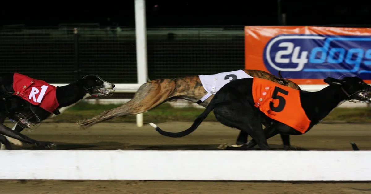 dogs in full flight