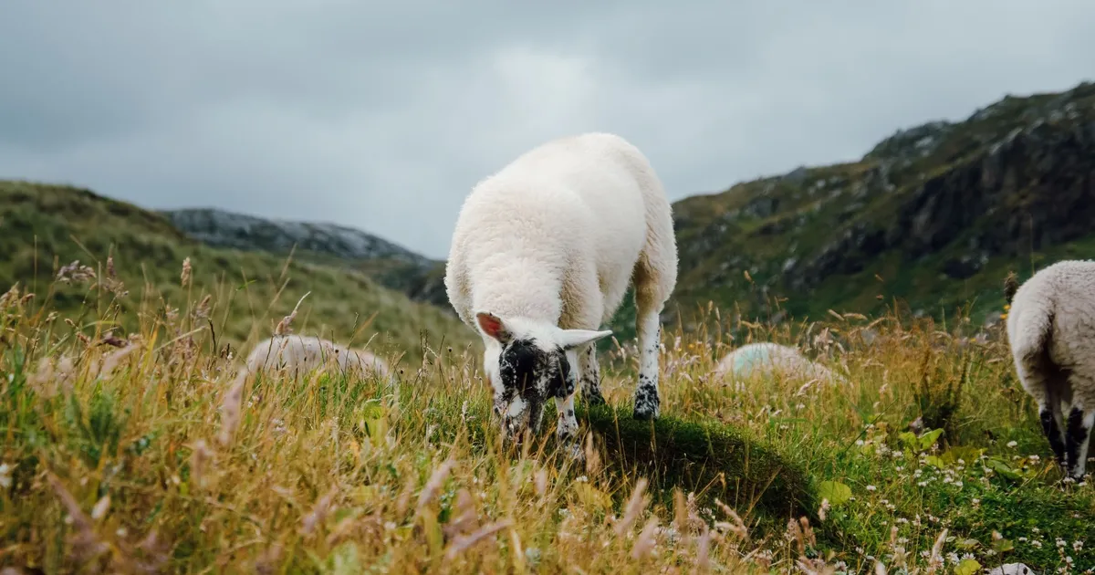 Merino sheep peacefully grazing in lush green countryside pastures with hills.