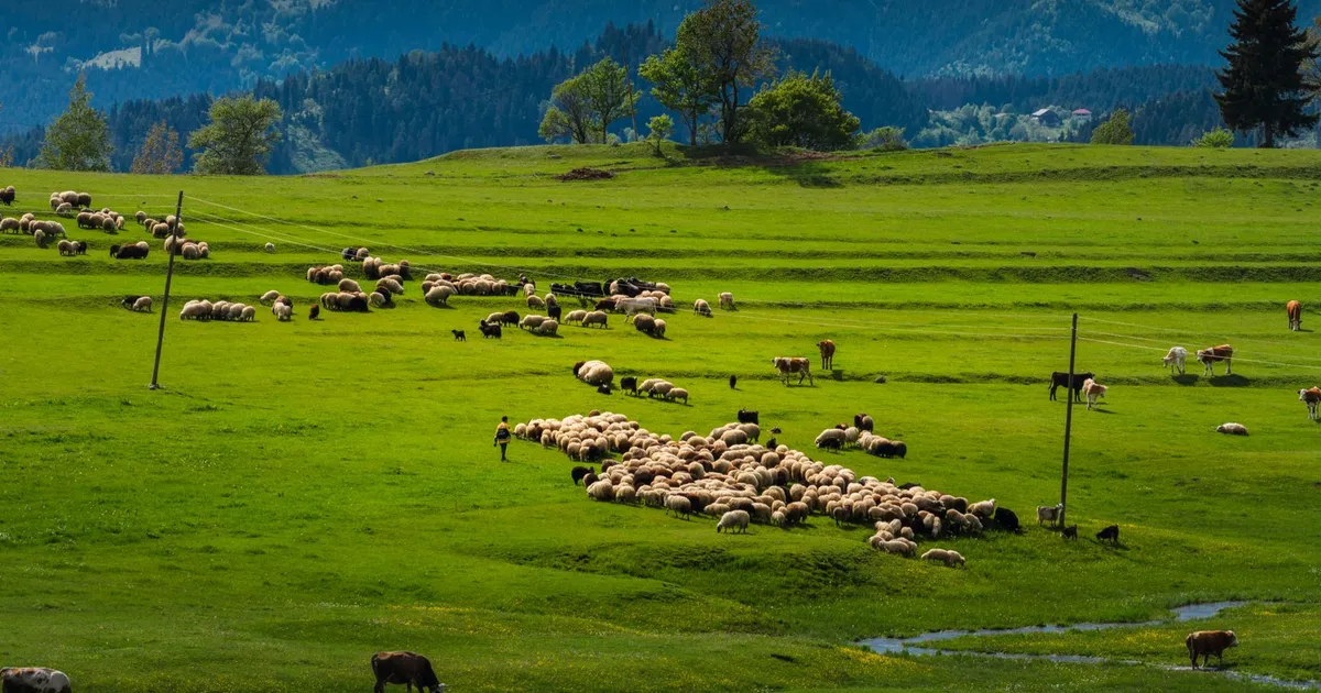 Idyllic green pasture with grazing sheep and cows against a mountainous backdrop.