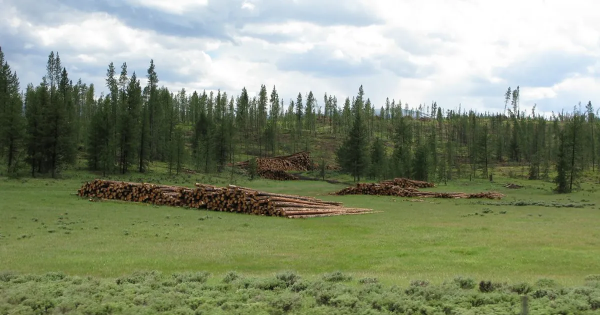 Pine bark beetle casualties