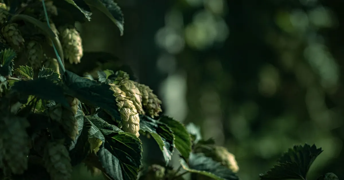 Detailed view of hops in Motueka Valley, New Zealand, thriving in lush greenery.
