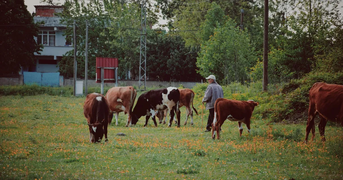 A serene scene of a farmer with cows grazing on a green field surrounded by trees.