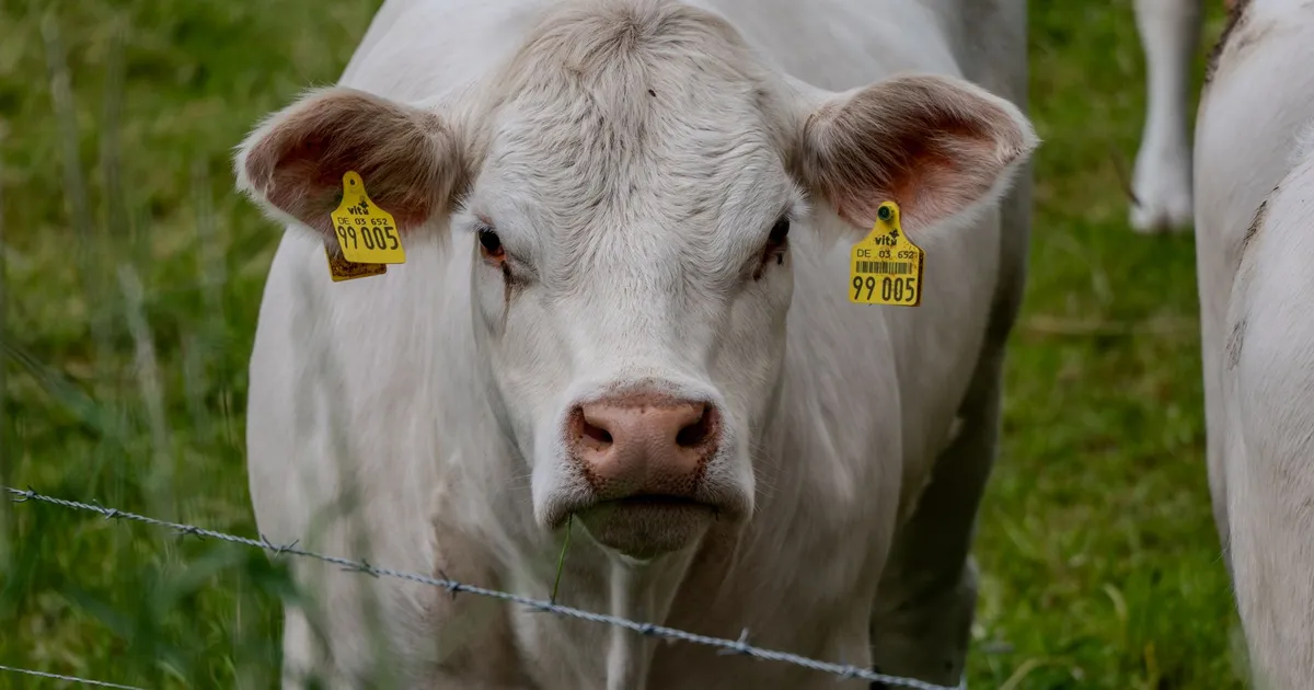 Portrait of a Charolais cow with identification ear tags in a green pasture.