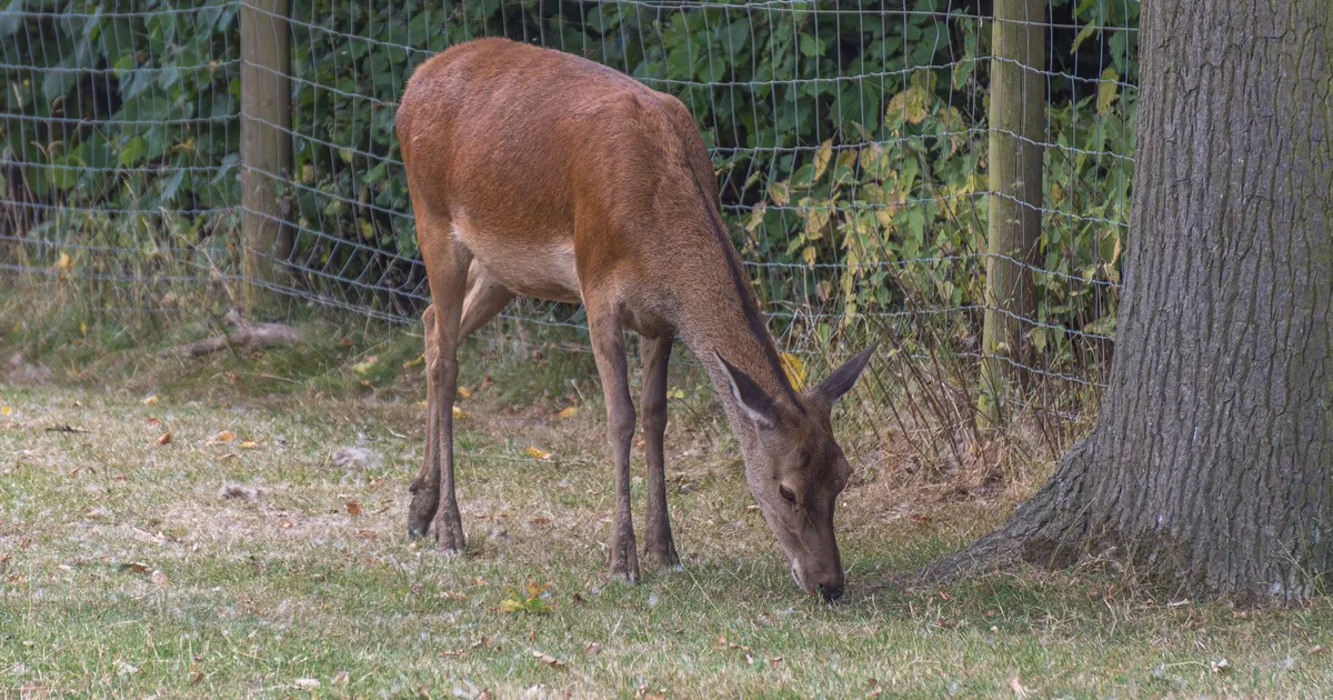 A red deer grazes near a woodland fence in the UK, highlighting natural wildlife behavior.