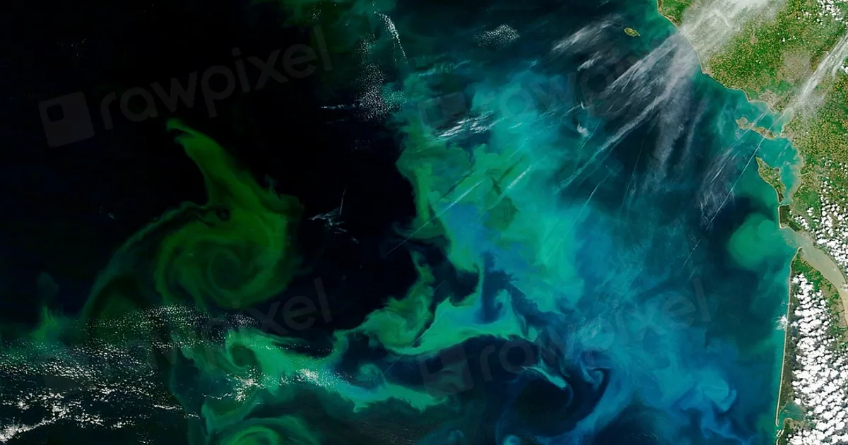 Phytoplankton bloom in the Bay