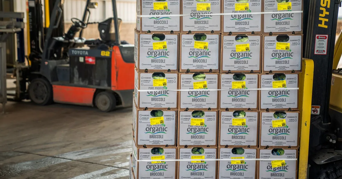 Forklift managing stacks of organic broccoli boxes for shipment in a warehouse setting.