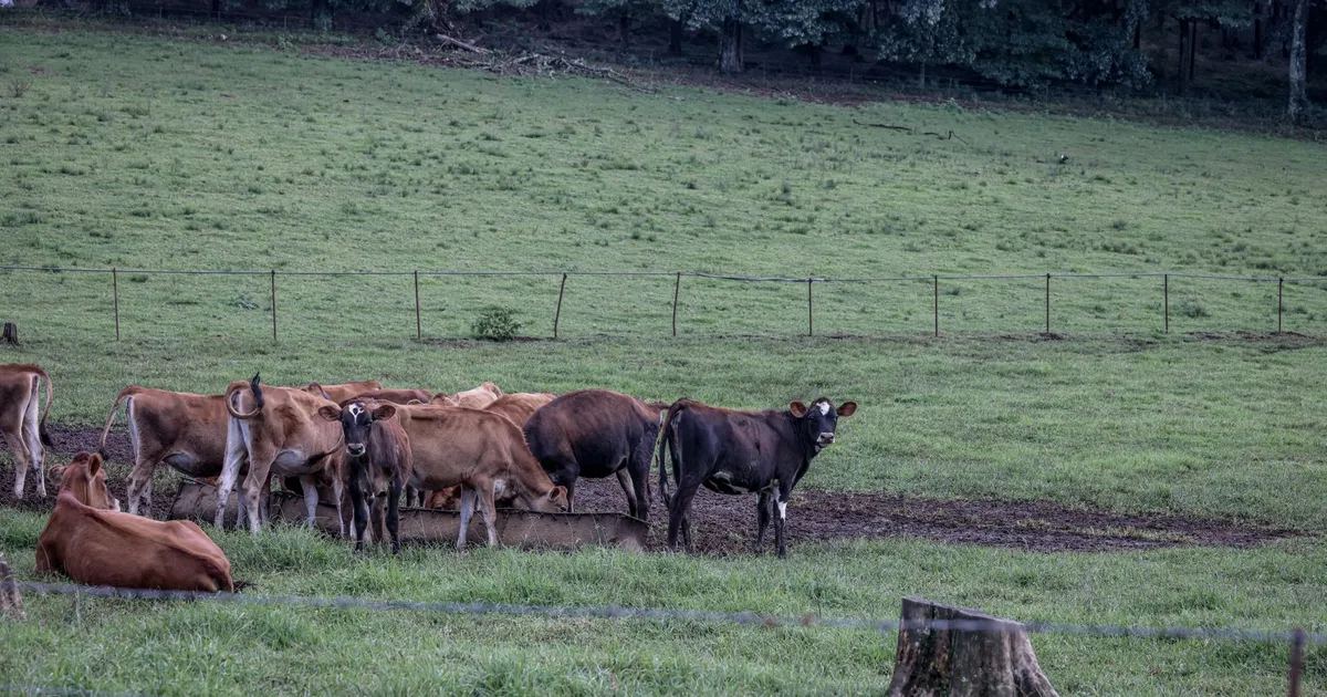 A group of cows in a lush green pasture surrounded by trees, showcasing rural farm life.