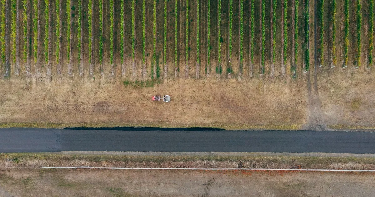 Aerial shot of vineyard rows during fall with a road and equipment in view, showcasing autumn colors.