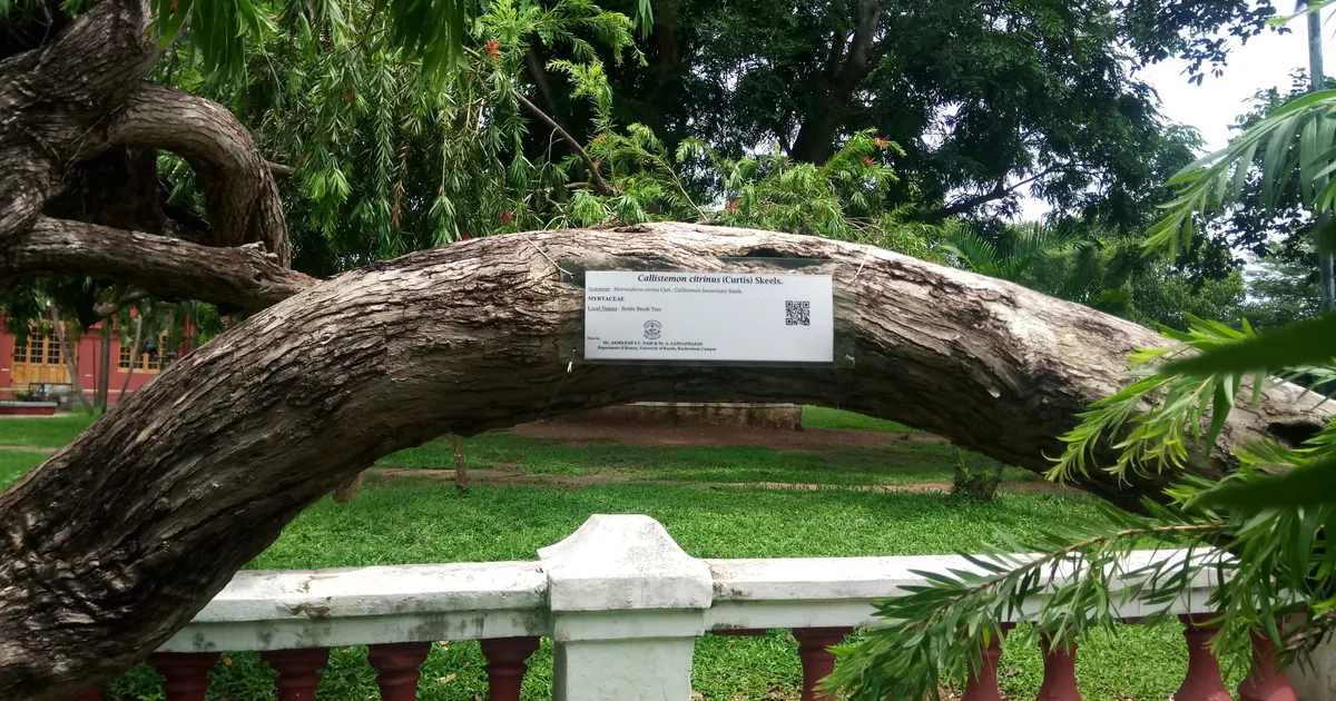 Plant labels with QR code fastened on the plants of Kanakakkunnu Palace