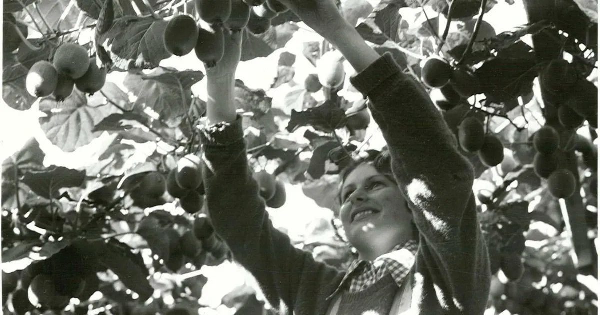 The harvesting of kiwifruit from 'Pergola' type vines in the orchard of Mr F.M. Sillibourne, Te Puke
