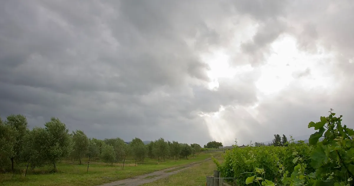 Biodynamic Vineyard/Olive Grove, Marlborough, New Zealand