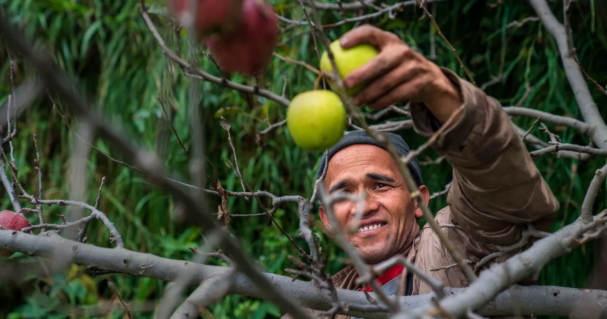 Smiling man picking apples from tree in vibrant outdoor orchard setting.