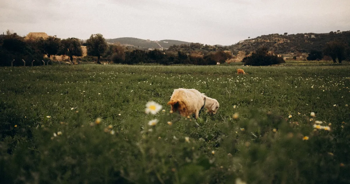 A peaceful scene of sheep grazing in a lush, flower-filled countryside field.