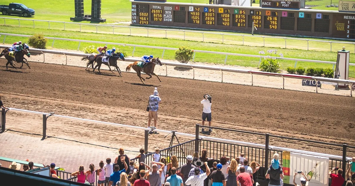 horse, animal, race