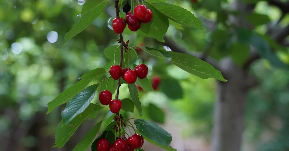 Vibrant red cherries hanging from a tree branch in a lush orchard setting.