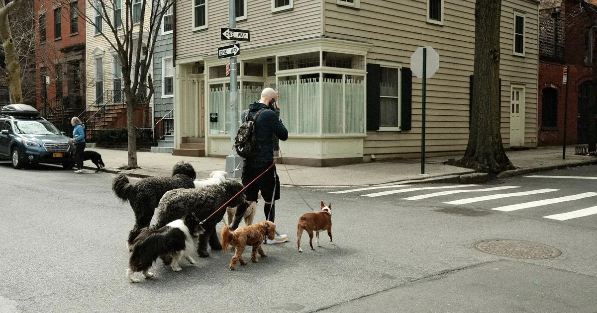 A man walks several dogs across a New York City street, showcasing urban pet lifestyle.