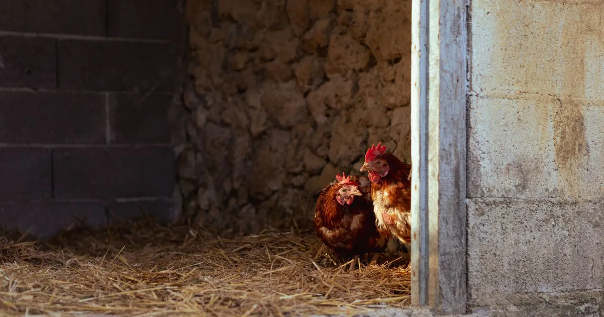Two chickens resting inside a rustic barn with straw bedding and stone walls.