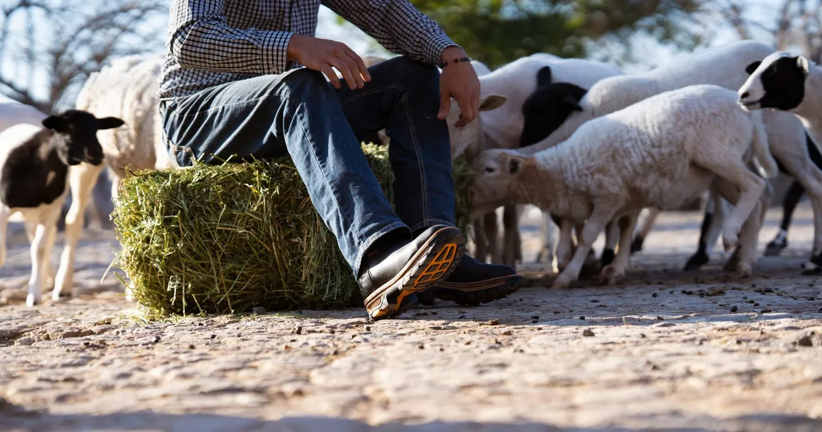 A man in casual attire sitting on a hay bale surrounded by sheep in a farm setting.