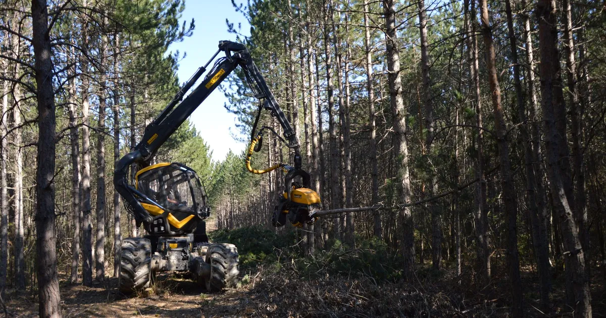 A forestry machine operates in a dense forest, harvesting trees efficiently.