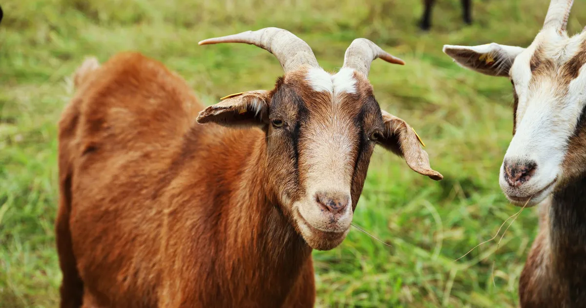 Friendly goats with horns grazing in a green meadow. Perfect farm life depiction.