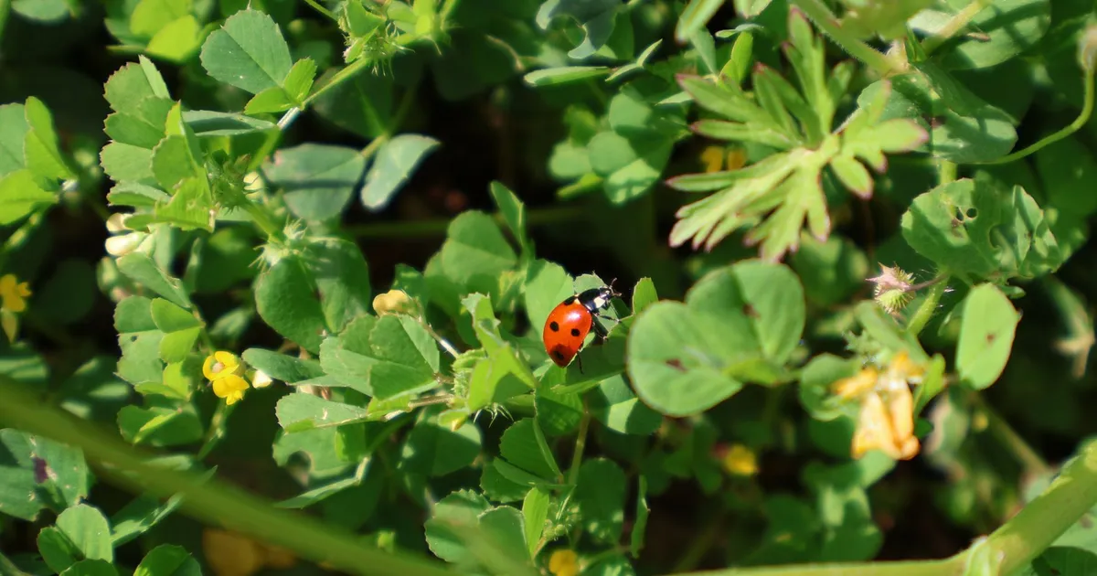 Close-up of a ladybug on clover leaves, bathed in warm sunlight, showcasing vivid nature details.