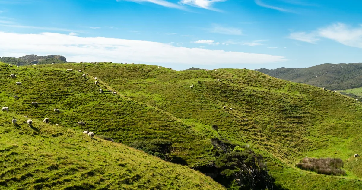Lush green hills and grazing sheep under a bright blue sky in rural New Zealand.